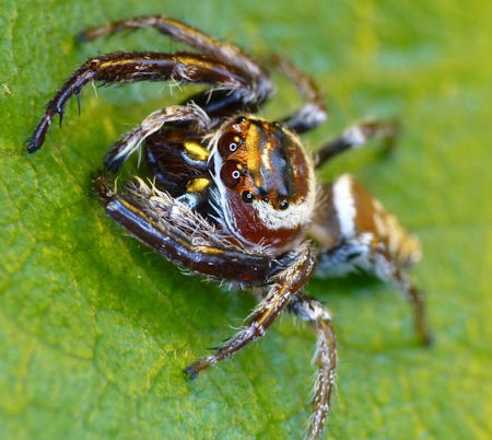 Opisthoncus polyphemus male