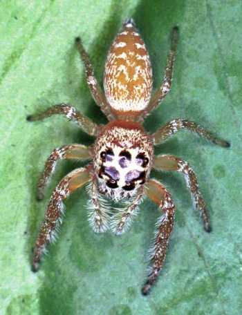 Opisthoncus_ZZ062_F0499