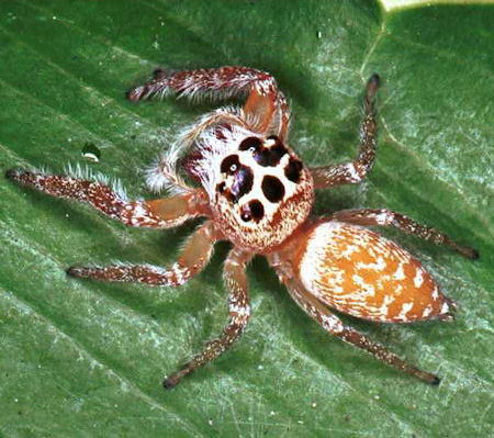 Opisthoncus polyphemus