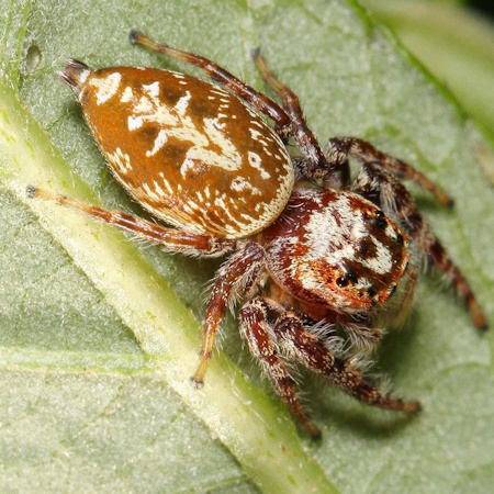 Opisthoncus quadratarius