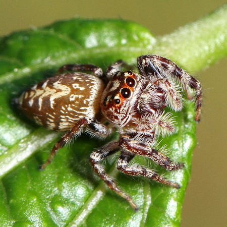 Opisthoncus quadratarius