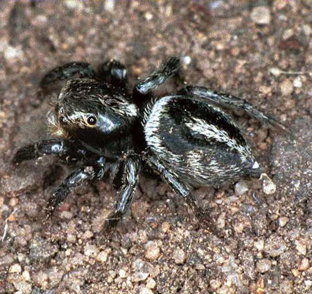 Pellenes_bitaeniatus