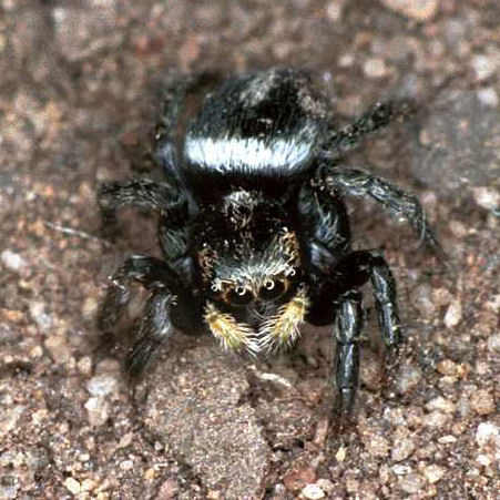 Pellenes_bitaeniatus