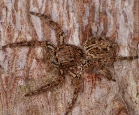 Plexippus paykulli 