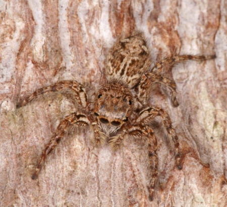 Plexippus paykulli 