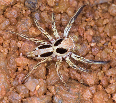 Plexippus petersi