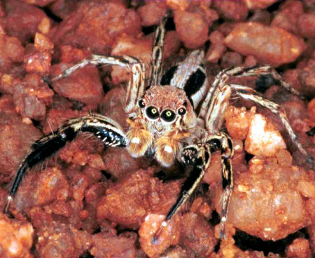 Plexippus petersi