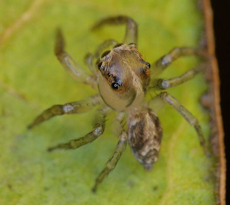 Prostheclina bulburinfemale 