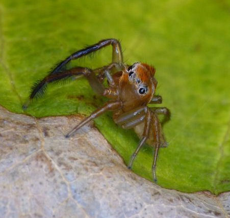 Prostheclina bulburinmale 