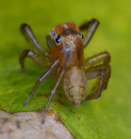 Prostheclina bulburinmale 