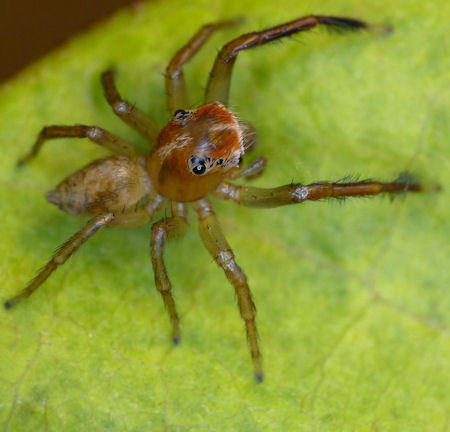 Prostheclina bulburinmale 
