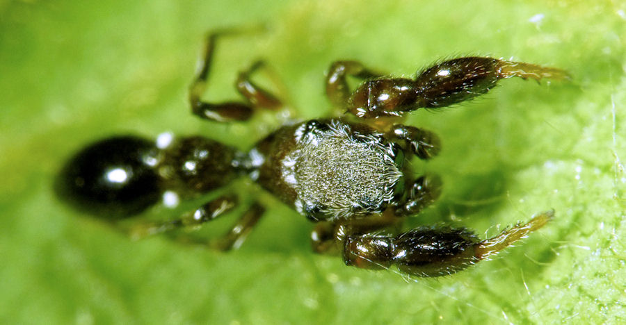 Rhombonotus gracilis