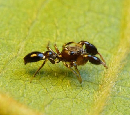 Rhombonotus gracilis