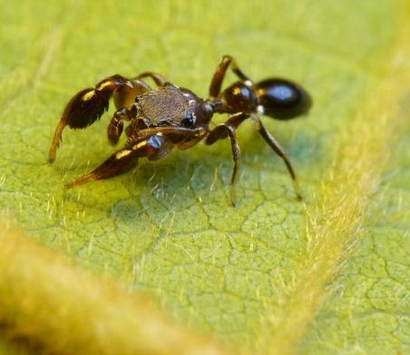 Rhombonotus gracilis