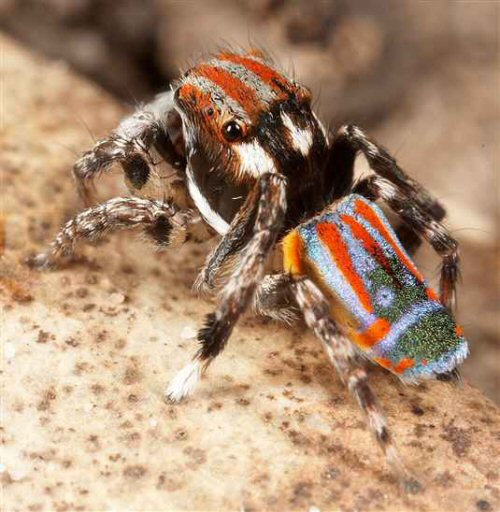 Maratus volans