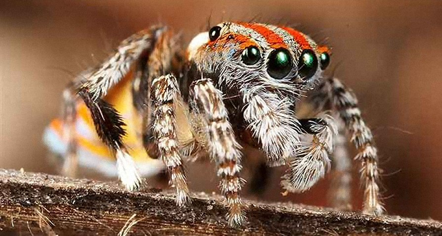 Maratus volans