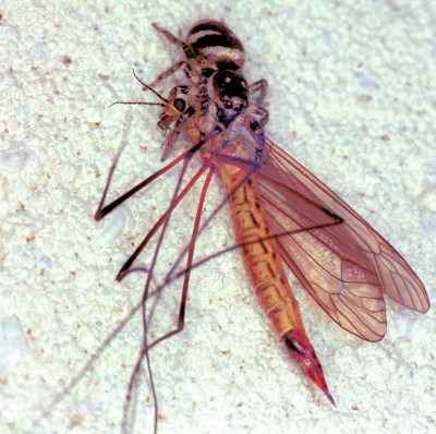 Salticus scenicus