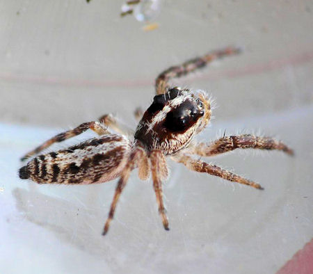 Sandalodes bipenicillatus