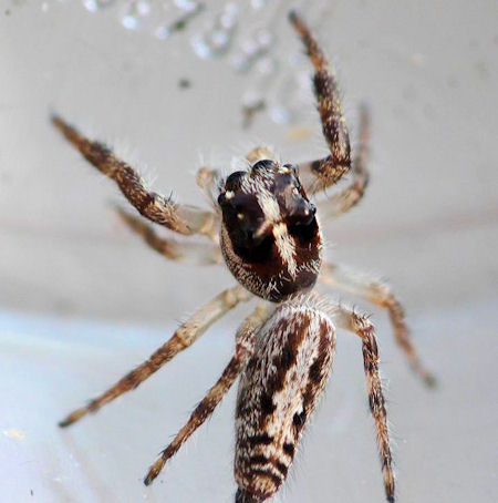 Sandalodes bipenicillatus