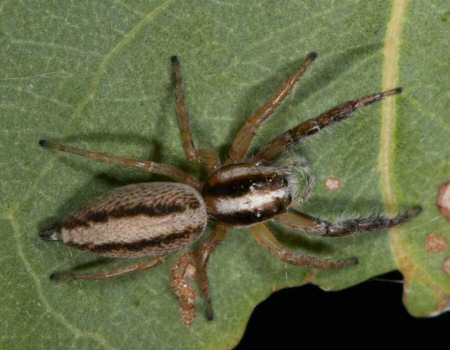 Sandalodes_bipenicillatus