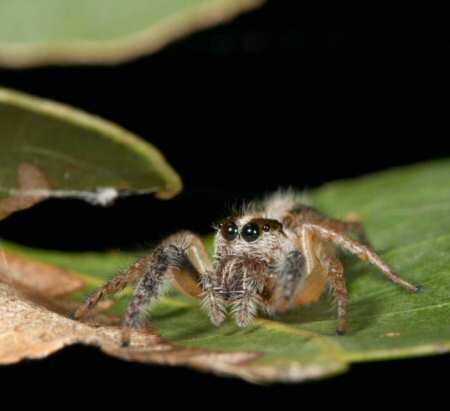 Sandalodes bipenicillatus