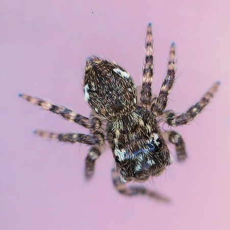 Servaea ZZ573