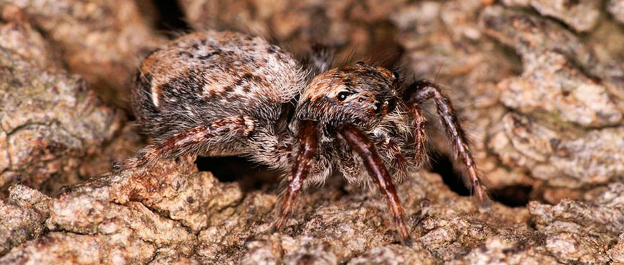 Servaea incana