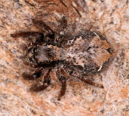 Servaea incana