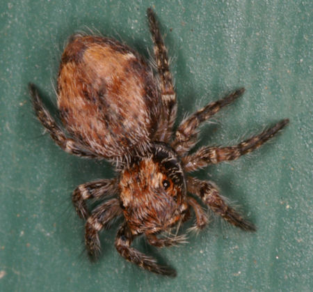 Servaea incana