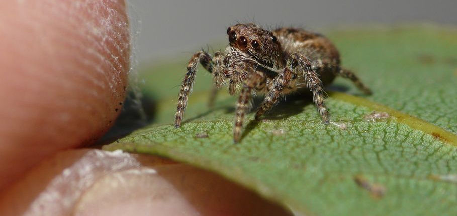Servaea vestita