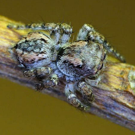 Servaea vestita