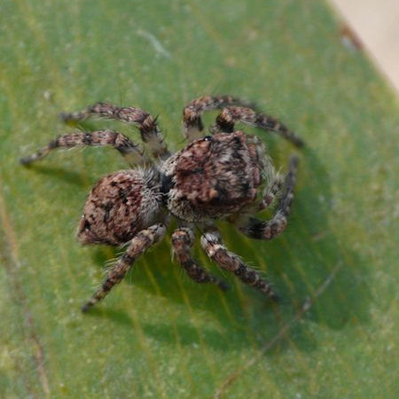 Servaea vestita