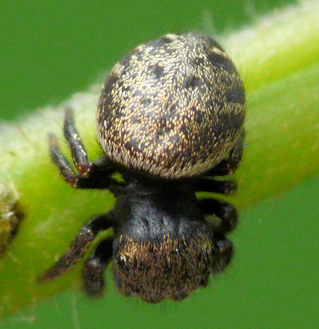 Simaetha tenuidens