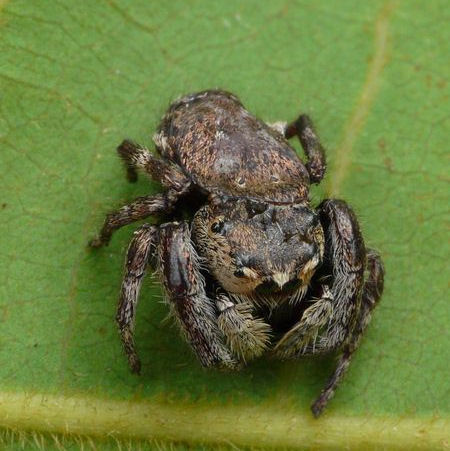 Simaetha tenuidens