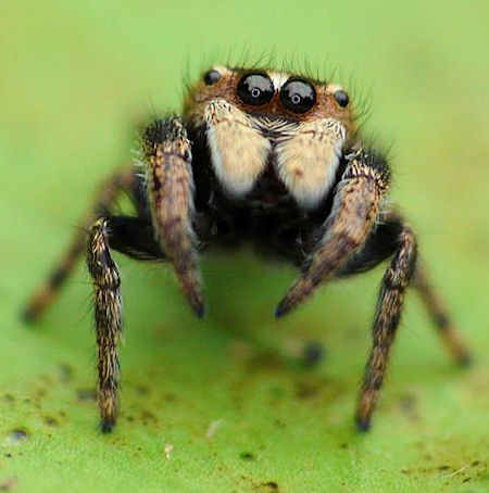 Simaetha tenuidens