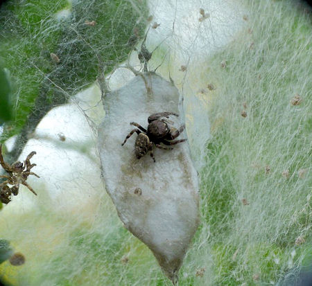 Simaetha tenuidens