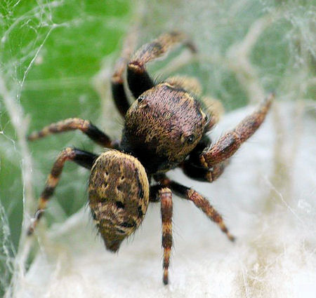 Simaetha tenuidens