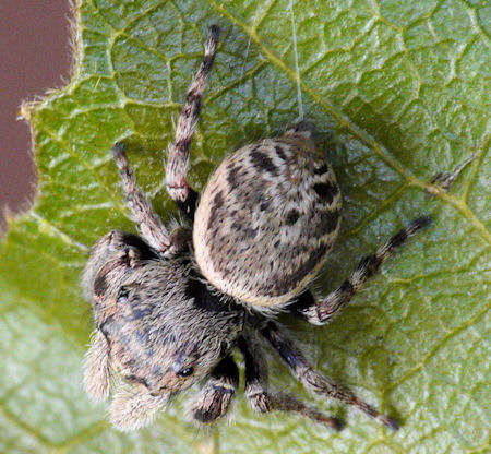 Simaetha tenuidens