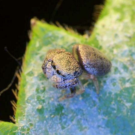 Simaethula ZZ483