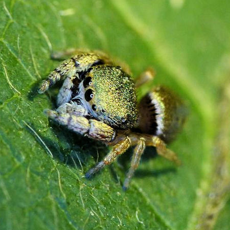 Simaethula ZZ507