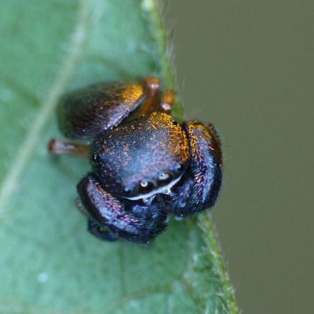Simaethula ZZ559