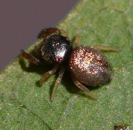Simaethula auratus
