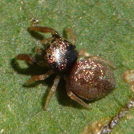 Simaethula auratus