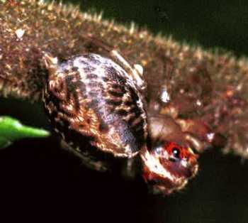 Jumping spider