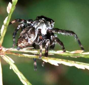 Jumping spider
