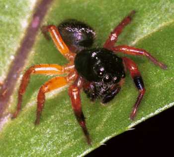 Jumping spider