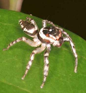 Jumping spider