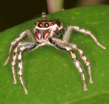Jumping spider