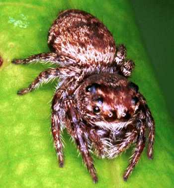 Jumping spider
