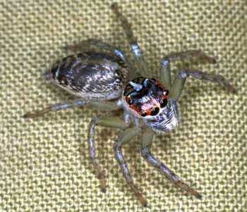 Jumping spider